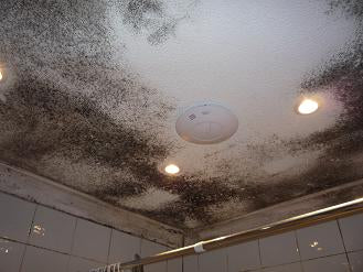 EECA warm up New Zealand program causes dangerous mould problem and hospitalisation