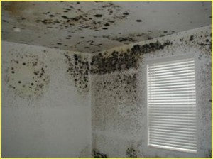 Insulation causing mould